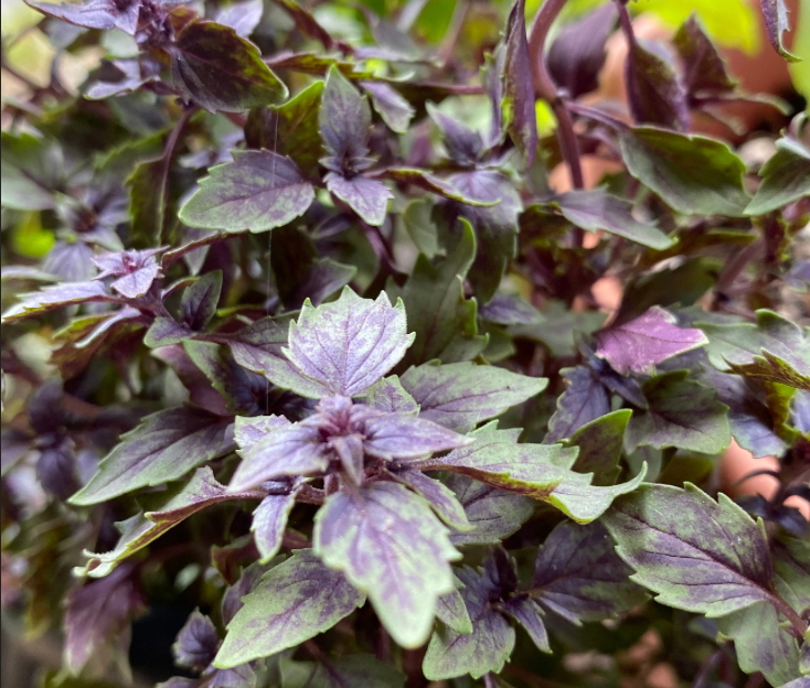 African Blue Basil