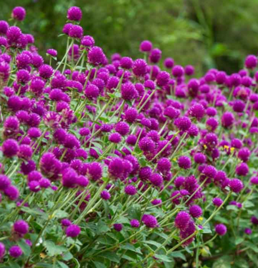 Gomphrena