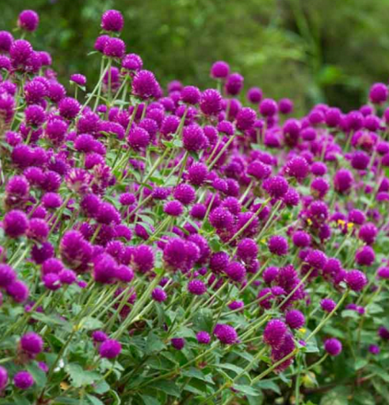 Gomphrena