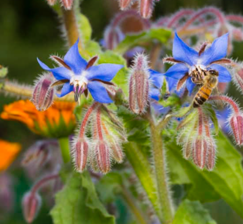 Borage