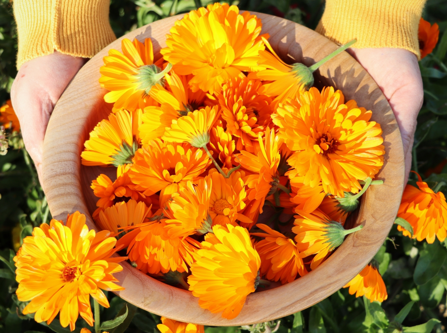 Calendula