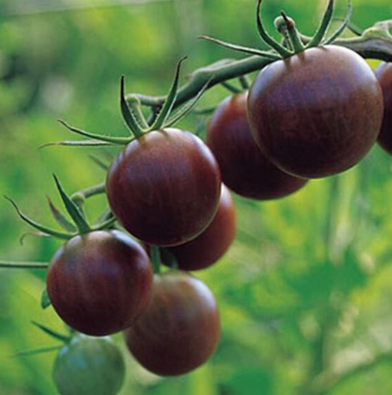 Black Cherry Tomato