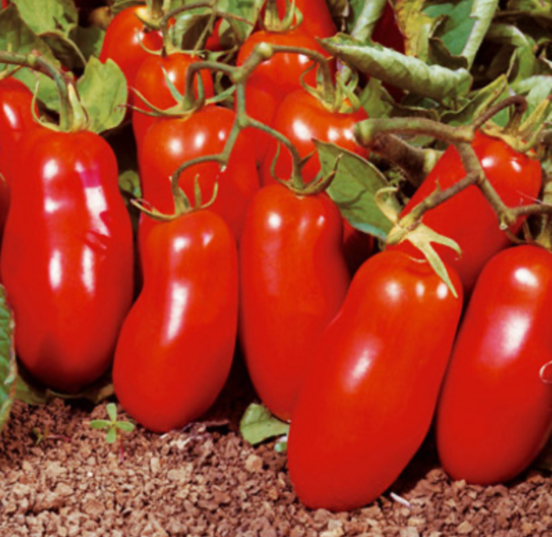 San Marzano Tomato
