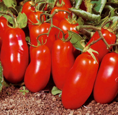 San Marzano Tomato