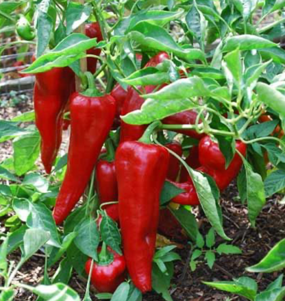 Carmen Peppers