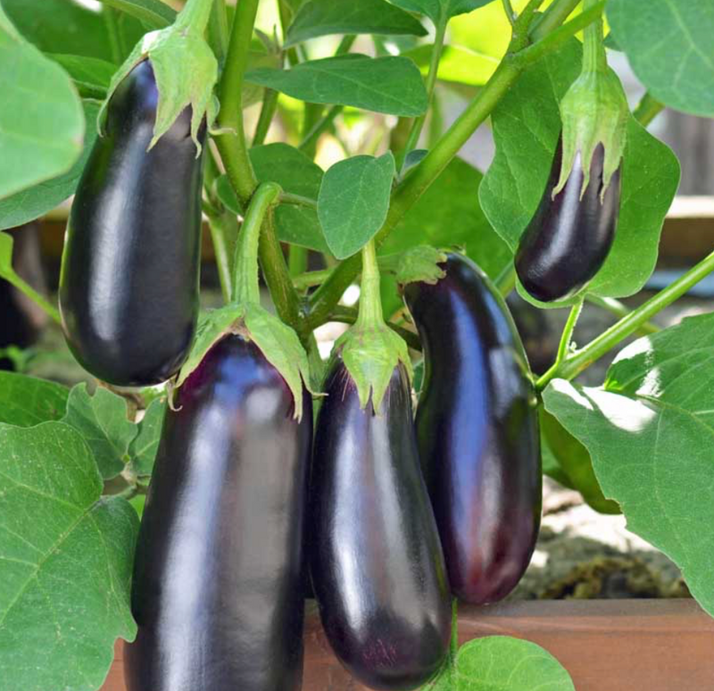 Eggplant