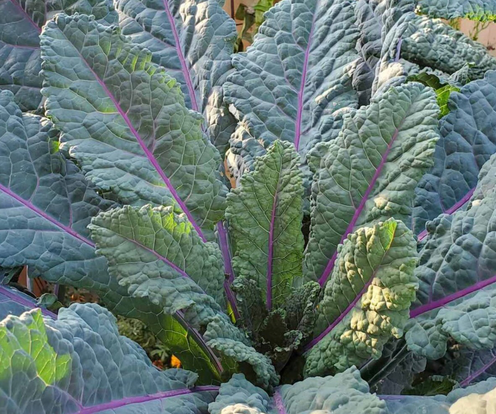 Dino Kale