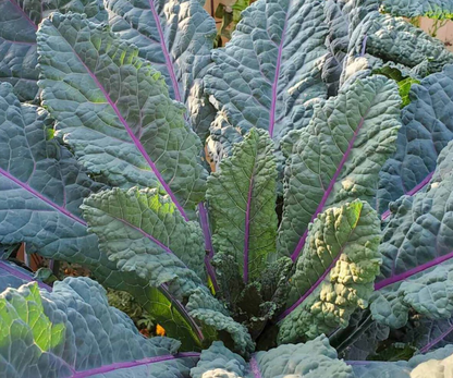 Dino Kale