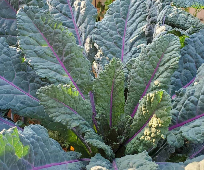 Dino Kale