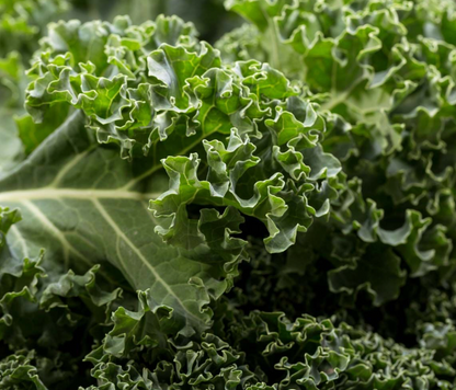 Curly Kale