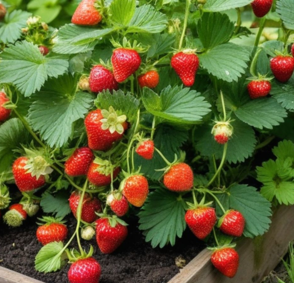Strawberries