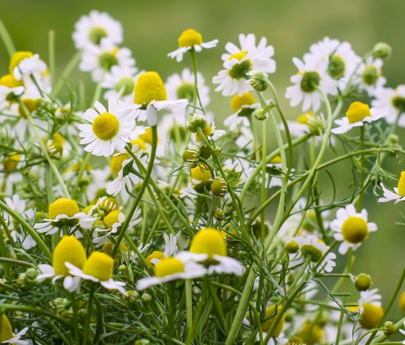 Chamomile