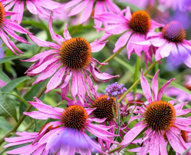 Purple Echinacea