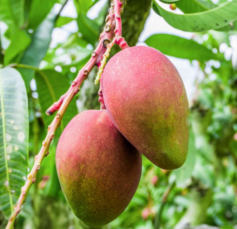 Fruit Punch Mango Tree 7G - Urban Abundance