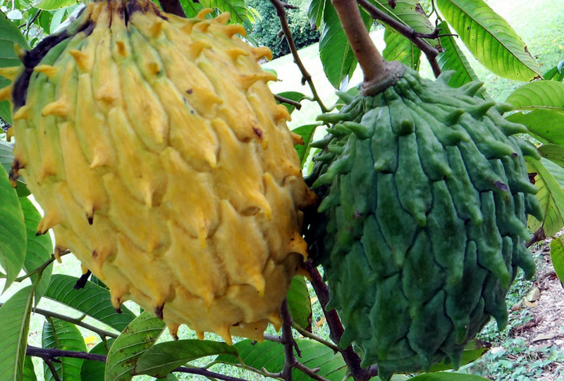 Rollinia 3G - Urban Abundance