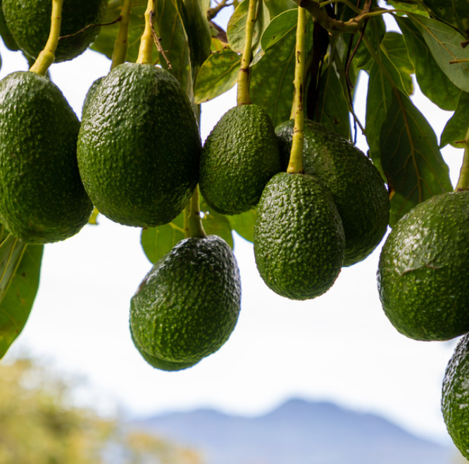Avocado Tree 7G - Urban Abundance
