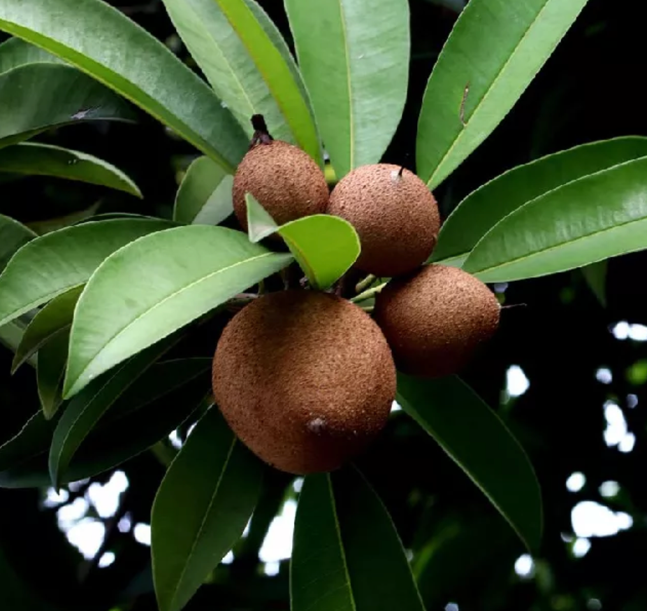Sapodilla 7G - Urban Abundance