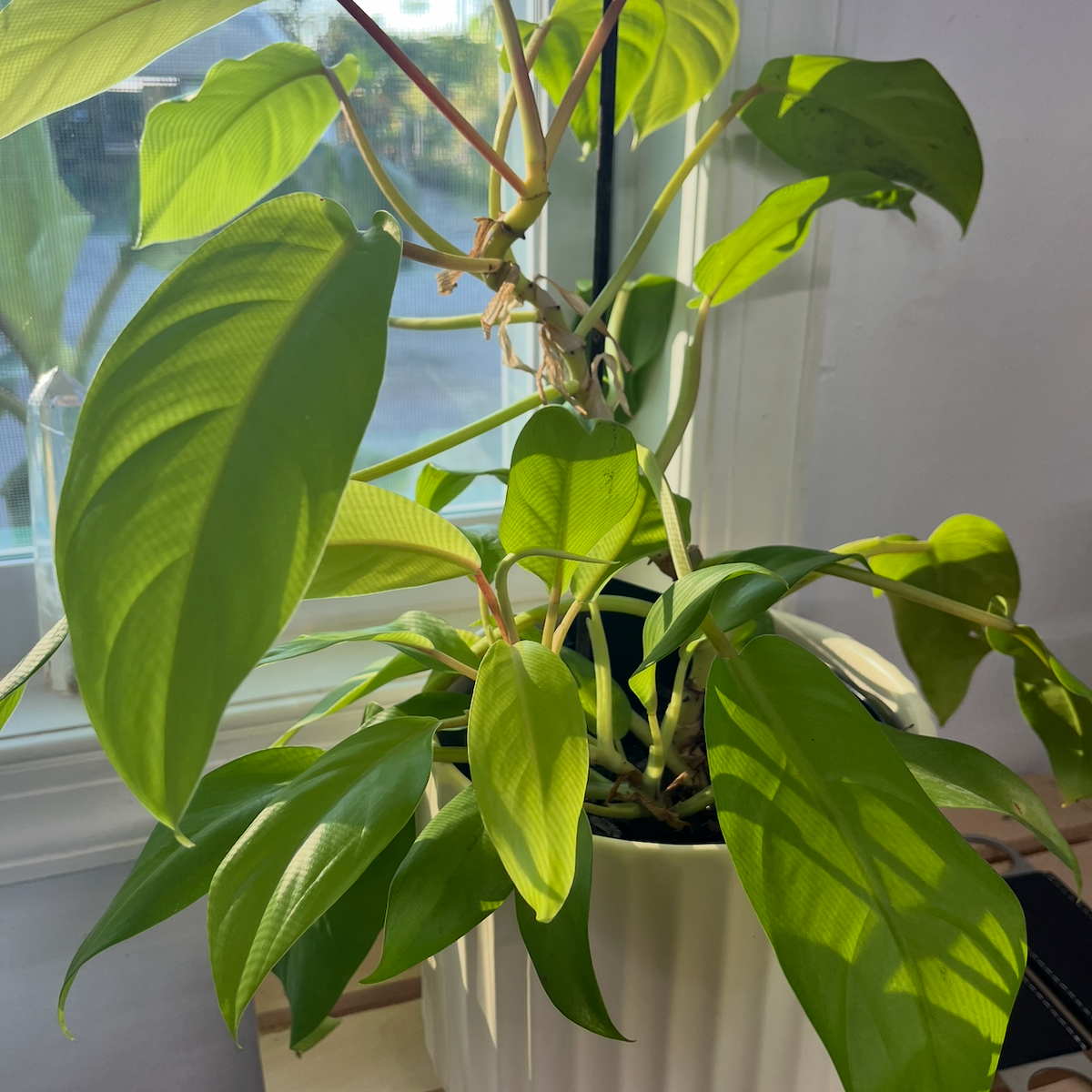 Moonlight Philodendron