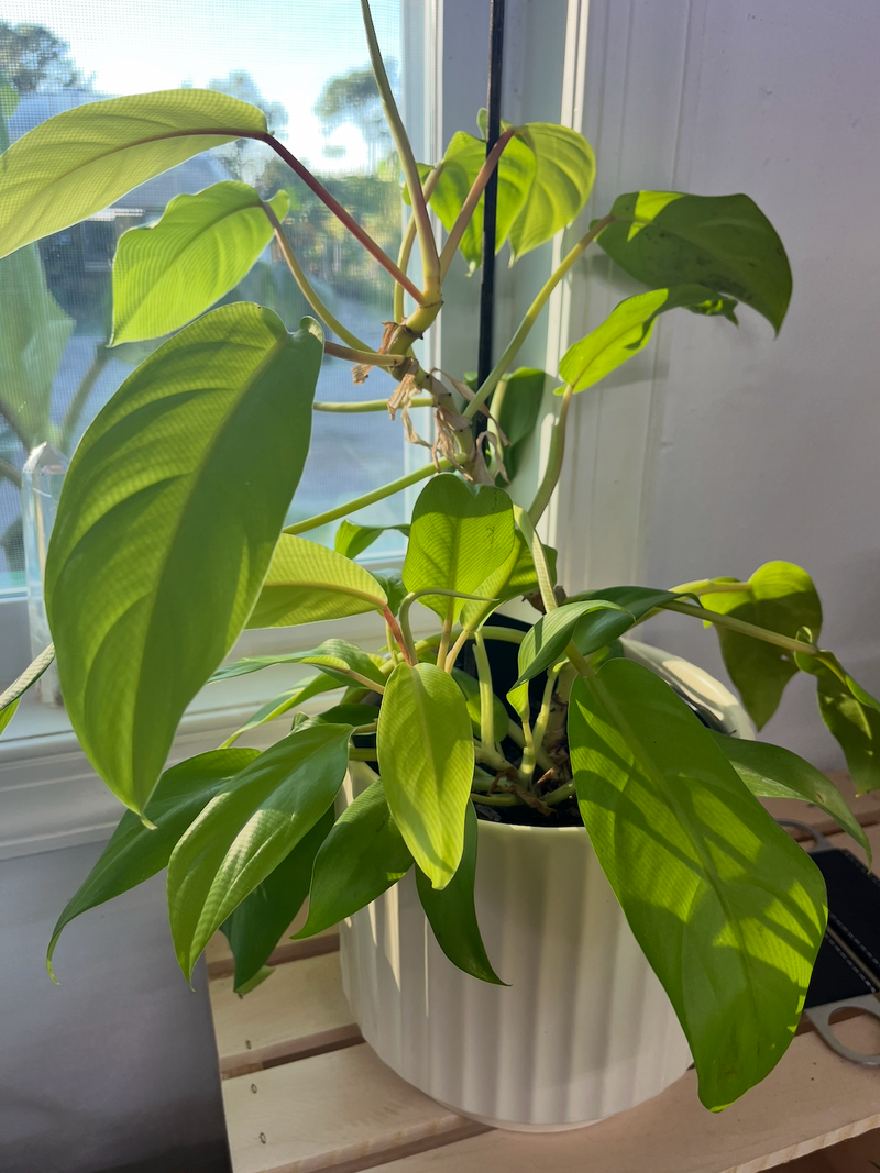 Moonlight Philodendron