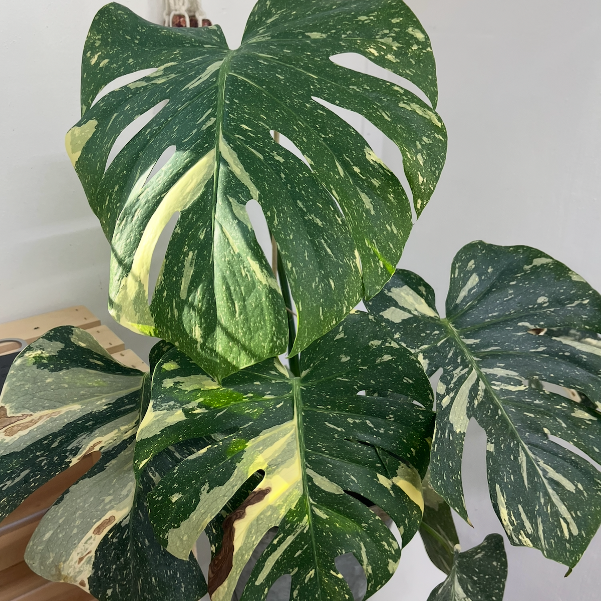Thai Constellation Monstera