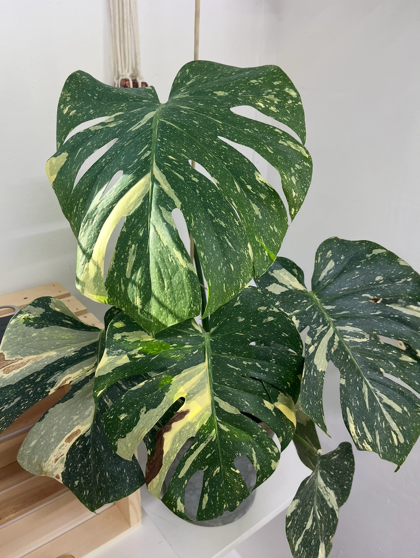 Thai Constellation Monstera