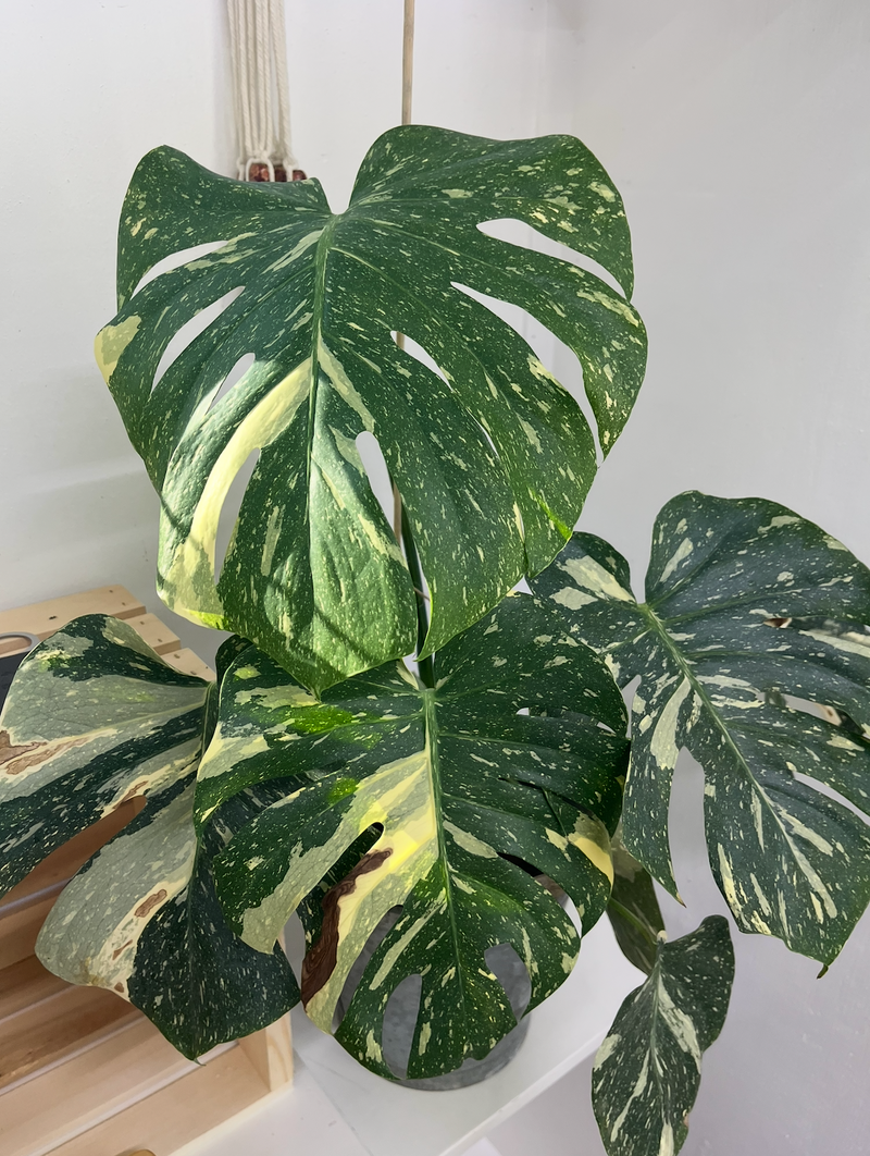 Thai Constellation Monstera