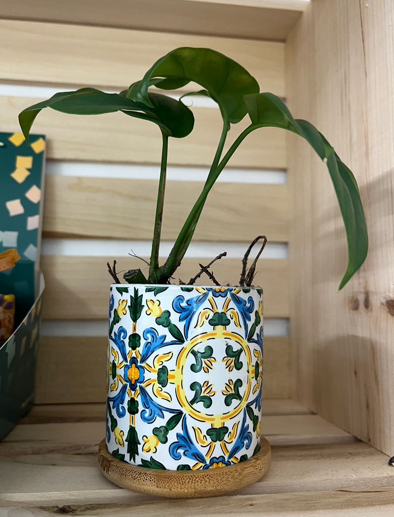 Little Plant in Decorative Pot