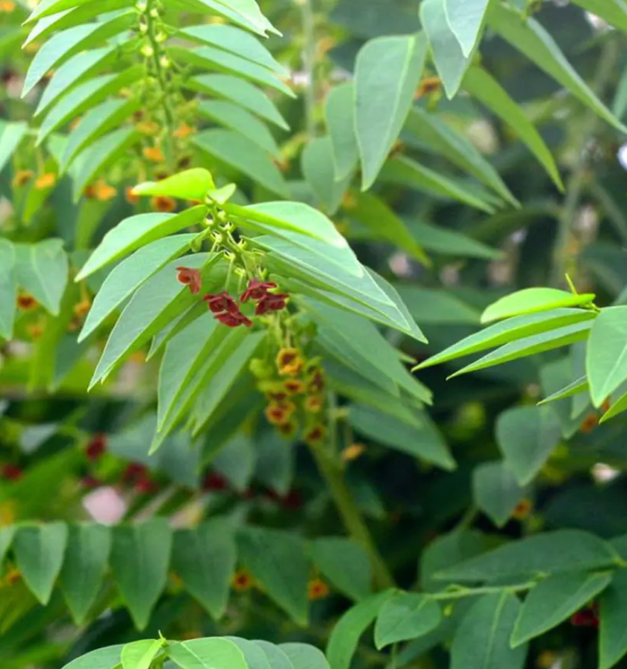 Manfaat Daun Katuk 15G