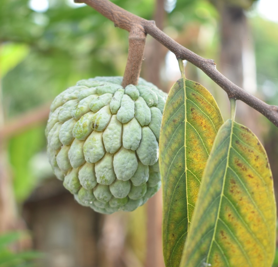 Sugar Apple Tree 25G