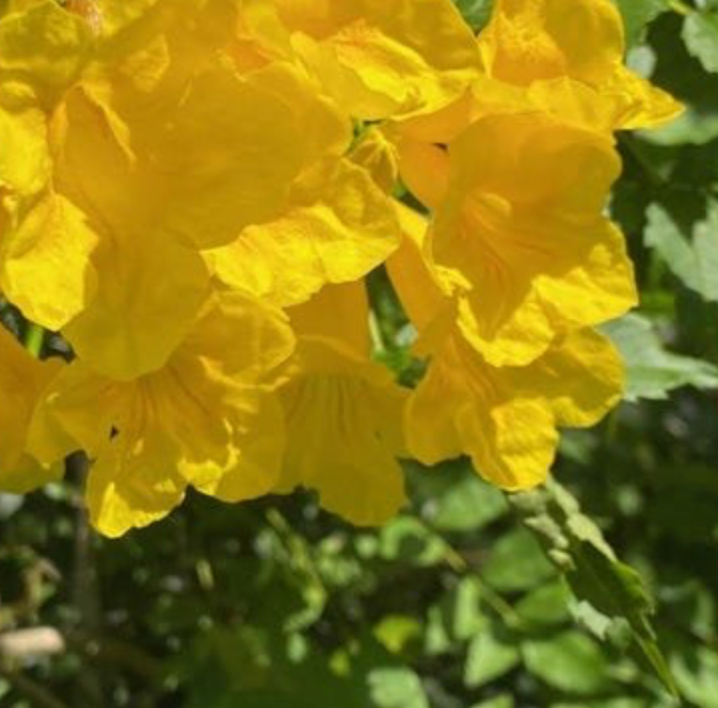 Yellow Gieger Tree 25G