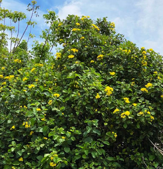 Yellow Gieger Tree 25G