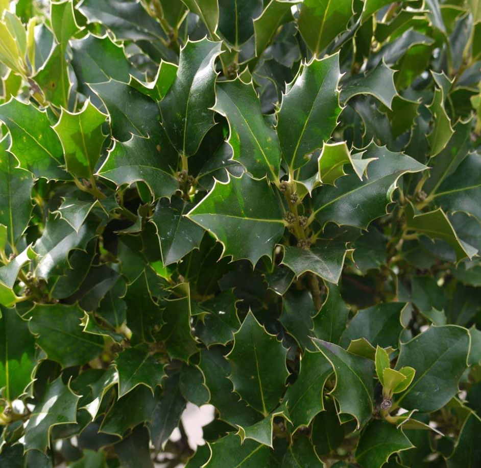Ilex Tree (Holly) 25G