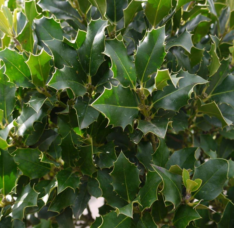 Ilex Tree (Holly) 25G