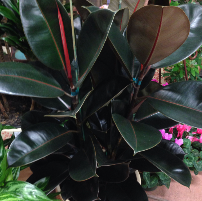 Rubber Tree (Blue) 25G