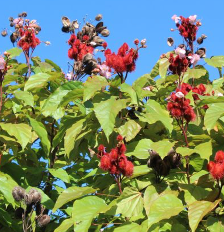 Anchiote Tree (Annatto) 25G