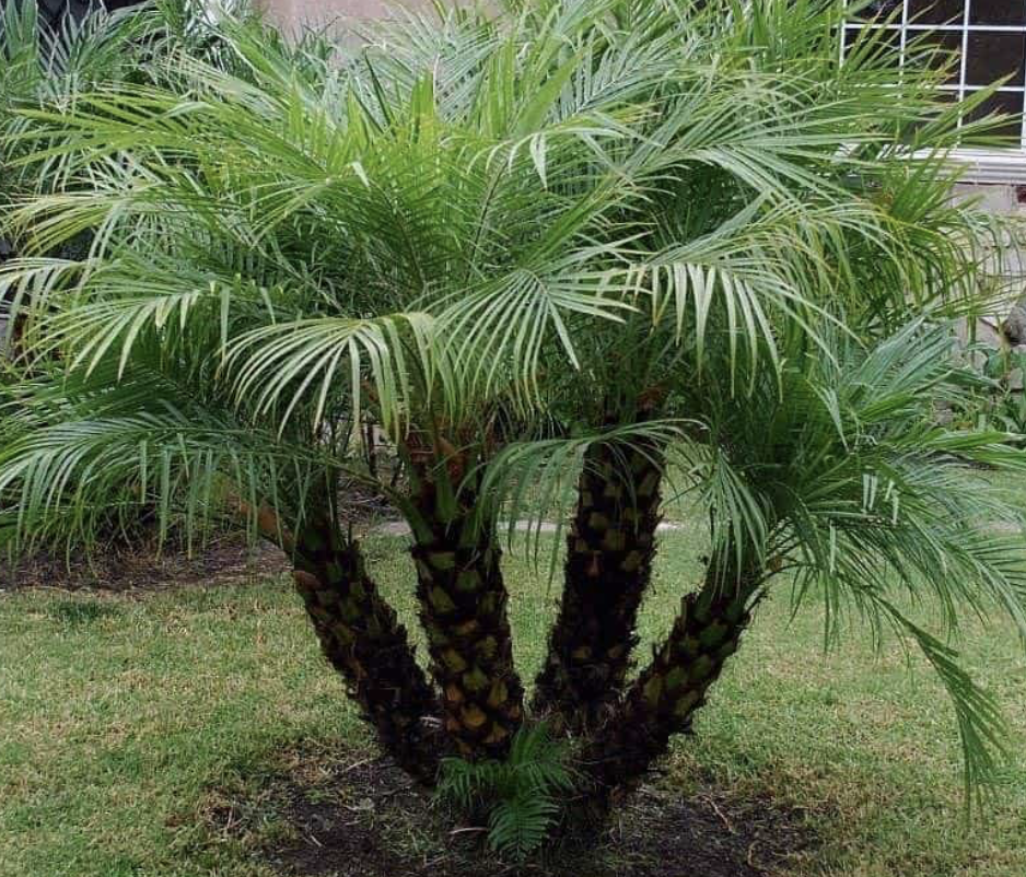 Robellini Palm TRP 25G