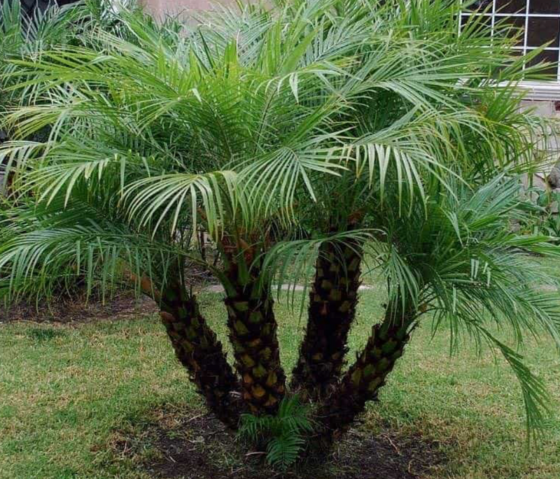 Robellini Palm TRP 25G