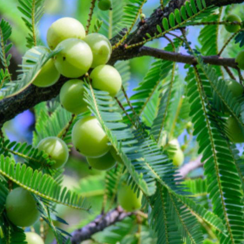 Amla Tree (Indian Gooseberry) 25G