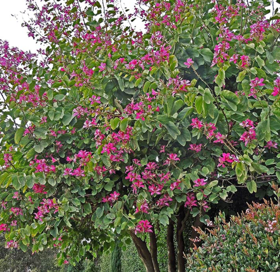 Hong Kong Orchid 45G