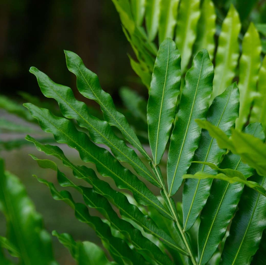 Japanese Fern Tree 45G