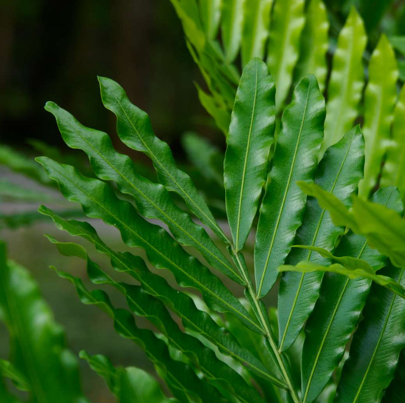 Japanese Fern Tree 45G