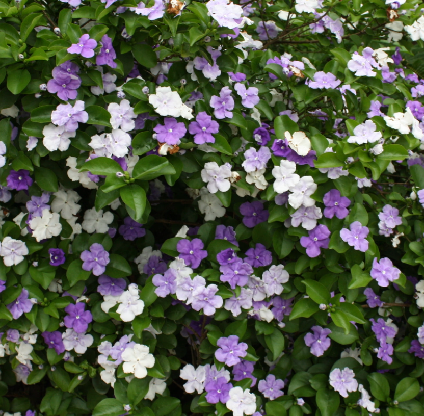 Yesterday, Today, & Tomorrow Tree 25G