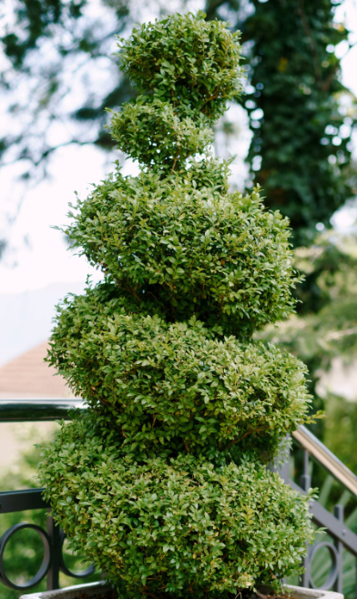 Japanese Blueberry Spiral Tree 25G