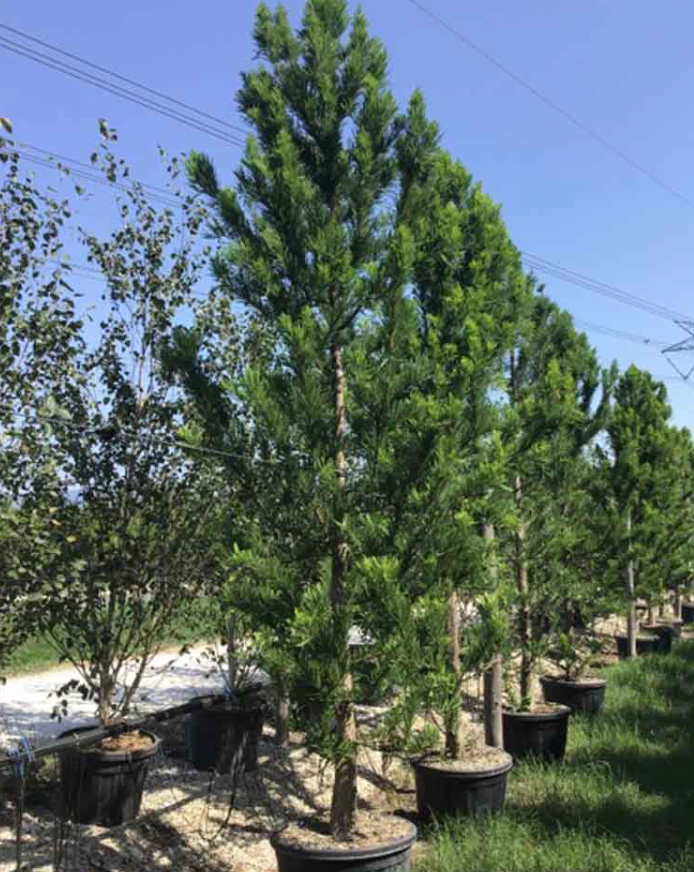 Bald Cypress  Tree 25G