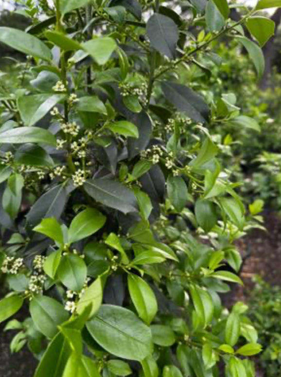 Ilex Attenuata Eagleston Tree (Holly) 45G