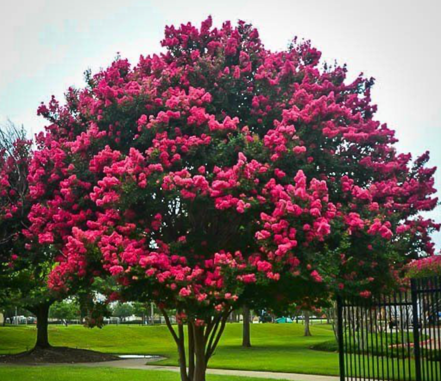 Crape Myrtle Single Trunk 45G