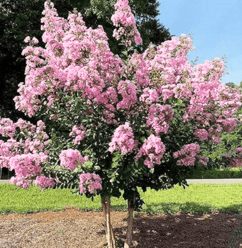 Crape Myrtle Multi Pink 45G