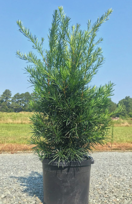 Podocarpus ‘Meta’ (Maki) 45G