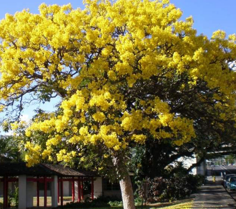Yellow Tabebuia Tree 45G