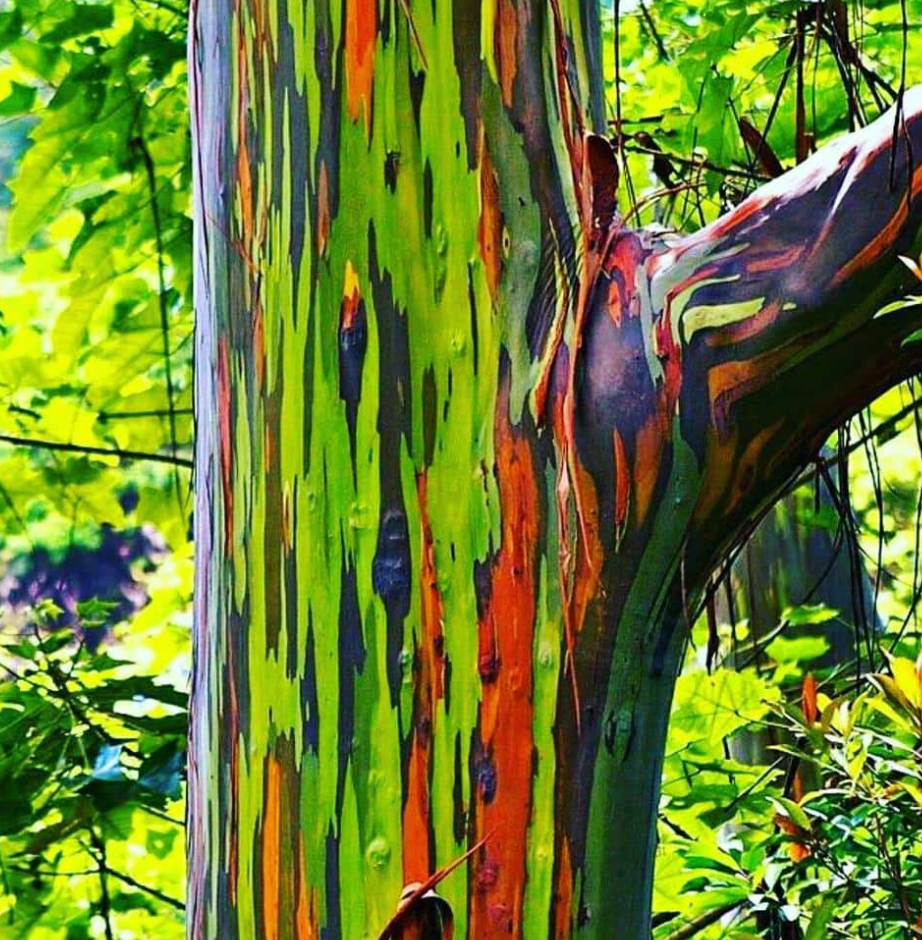 Rainbow Eucalyptus 65G